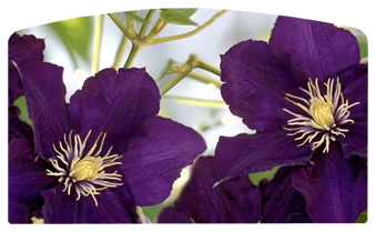 DACRO-024 Purple Cylmaties